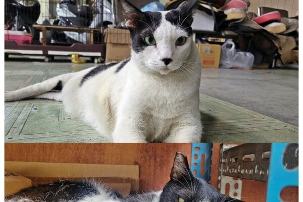 CAT 車牌出現了！！！