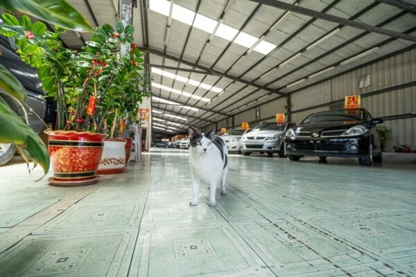 聽說有人要從新竹來看車！
