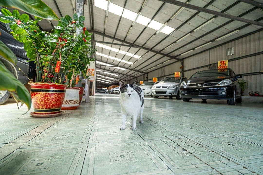聽說有人要從新竹來看車！